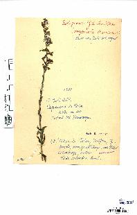 spécimen de Campanula bononiensis